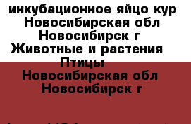 инкубационное яйцо кур - Новосибирская обл., Новосибирск г. Животные и растения » Птицы   . Новосибирская обл.,Новосибирск г.